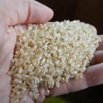 自然栽培米のもみ