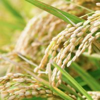 成熟した稲の穂 食用米 inaho-200x200.jpg