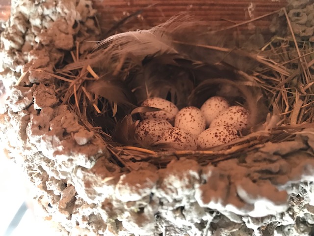 ツバメの卵の撮影に成功 ７個も ツバメは几帳面 巣も保温性が高い 卵の周りには羽が ばんばのブログ