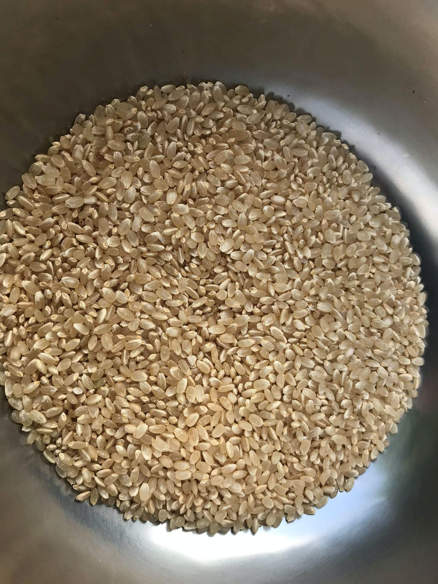 くず米 くず玄米 20kg 鳥のエサ 青米 飼料用米 R4年産コシヒカリ100%